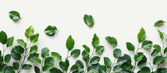 Canvas Print - An image of actual leaves on a white background with copy space