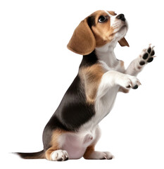 Sticker - PNG Beagle pet animal mammal.