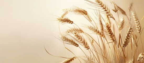 Canvas Print - Minimalistic agriculture concept with a golden background displaying wheat ears ideal for text placement in a copy space image