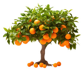 Sticker - PNG Orange Tree tree grapefruit bonsai.