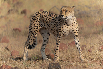 Wall Mural - Cheetah (Acinonyx jubatus) walking and searching for prey in the late afternoon in Mashatu Game Reserve in the Tuli Block in Botswana   