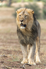 Poster - Lion (Panthera leo) male hunting in Mashatu Game Reserve in the Tuli Block in Botswana