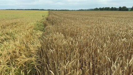 Wall Mural - Nearby located unripe wheat and barley fields in overcast day