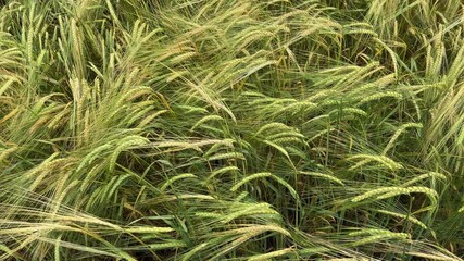 Wall Mural - Unripe green barley on a field in overcast day