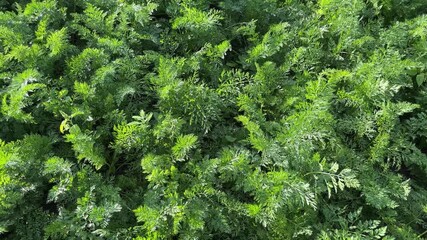 Wall Mural - Carrot leaves on field in windy sunny weather, top view