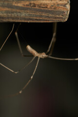 Wall Mural - a spider with thin and long brown legs