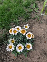 Poster - daisies in a garden