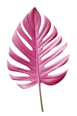 Canvas Print - PNG Plant petal leaf freshness.