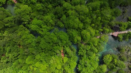 Wall Mural - Amazing abundant mangrove forest river,Aerial view of forest trees Rainforest ecosystem and healthy environment background, Texture of green trees forest top down High angle view