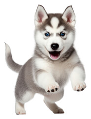 Wall Mural - PNG Siberian Husky puppy dog pet.