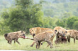 © Mint Images - A lion, Panthera leo, and hyena, Hyaenidae, fighting over a zebra carcass.