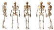 © Shozib - Five different views of a human skeleton standing, showing front, back and side views