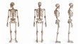 © Shozib - Three different poses of a human skeleton model highlight the complex structure of the human body