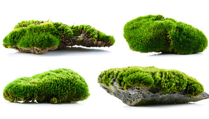 Wall Mural - set of green moss on rotten tree stump isoleted cut out 