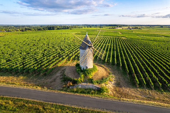 Saint Aubin de Branne, windmill, Bordeaux vineyard, Gironde department, Nouvelle-Aquitaine, France