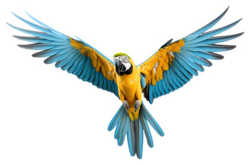 Sticker - PNG Macaw flying animal parrot.