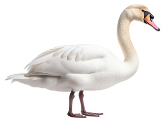 Wall Mural - PNG Swan animal goose white.