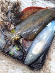 Freshly caught squids with vibrant iridescent eyes and color-shifting spots, resting in a cooler with ink during a fishing trip in Port Phillip.