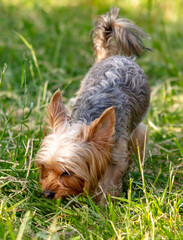 Wall Mural - Dog in nature in summer