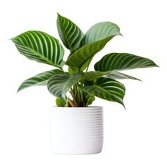 Wall Mural - PNG Houseplant houseplant leaf white background.