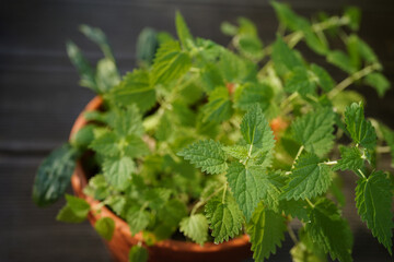 potted nettles plant in natural light