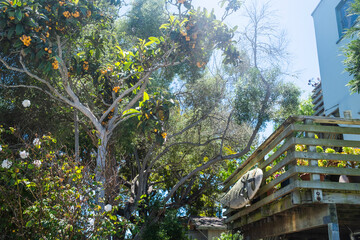 Loquat tree, Japanese medlar isolated sky background 