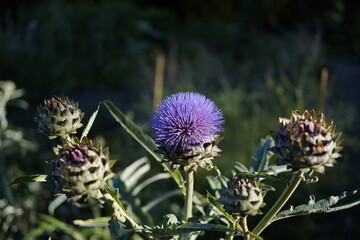 lovely artichoke plant in bloom