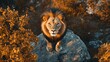 © Nuttaya Nampai - A top view of a lion standing on a rock, surveying its territory with a majestic stance