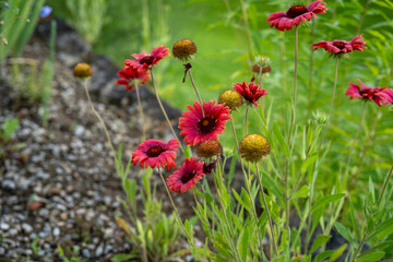 closeup of beautiful natural red flowers