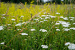 © Olivia Neuhaus - white yarrow flowers on wild meadow  (Achillea millefolium)