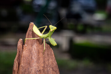 Green Praying Mantis on the Rock