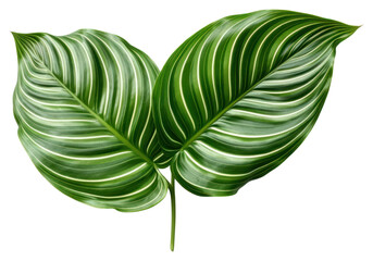 Poster - PNG Plant leaf xanthosoma freshness.