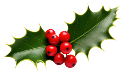 Wall Mural - png leaf christmas holly plant.