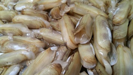 Close up of the Yellow Scallop