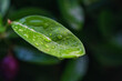 © Mumemories - Water drop on green tropical plant leaf
