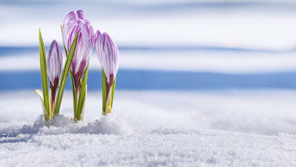 Wall Mural - Crocuses - blooming purple flowers making their way from under the snow in early spring, closeup with space for text, banner