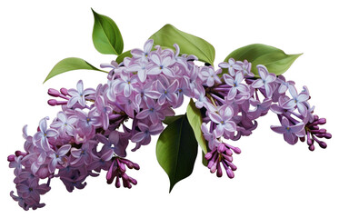 Wall Mural - PNG Blossom flower plant lilac.