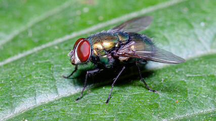 fly on leaf