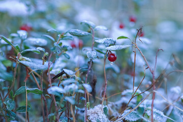 Poster - Frost on the plants in the autumn