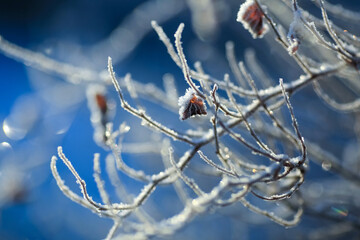 Wall Mural - Frost on the plants in the autumn