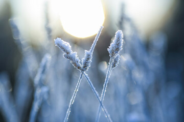 Sticker - Frost on the plants in the autumn