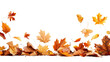 © reels - Autumn leaves in various shades of orange and yellow falling and scattered on a white background. Perfect for seasonal themes and designs.