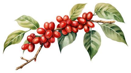 Sticker - PNG Cherry plant lingonberry rowanberry.