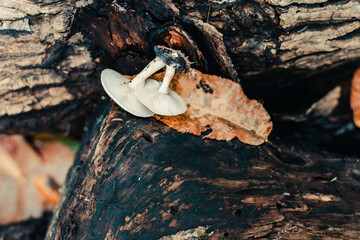 two mushrooms hang from a tree