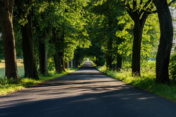 Wall Mural - A serene treelined pathway surrounded by vibrant greenery, inviting exploration and relaxation