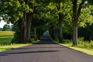 Wall Mural - A serene treelined pathway surrounded by vibrant greenery, inviting exploration and relaxation