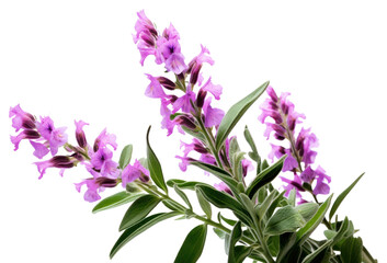 Wall Mural - PNG Gladiolus lavender blossom flower.