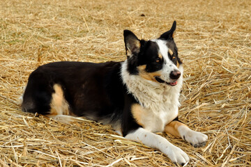 Wall Mural - Dog lies on hay hay field nature. puppy pet cute concept. a dog a field of hay in colors of autumn. a dog in a field of hay in nature in two lifestyle colors.