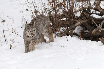 Wall Mural - Canadian Lynx (Lynx canadensis) Turns to Walk Away From Root Bundle Winter