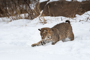 Wall Mural - Bobcat (Lynx rufus) Reaches Out to Grab in the Snow Winter